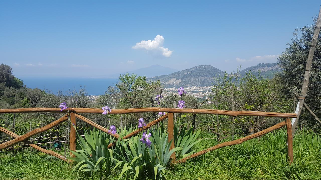 Gli Ulivi Agriturismo Sant'Agnello Zewnętrze zdjęcie